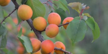 Harvesting Health: The Benefits of Organic Farming