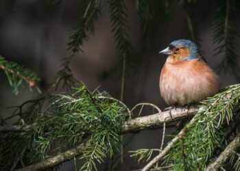 Protecting Our Precious Wildlife: A Call to Action for Conservation