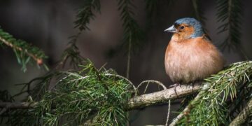 Protecting Our Precious Wildlife: A Call to Action for Conservation