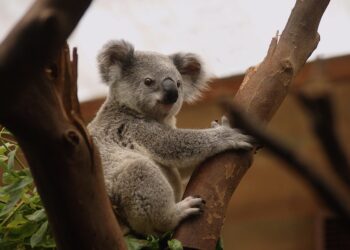 The Tapestry of Life: The Urgent Need for Biodiversity Conservation