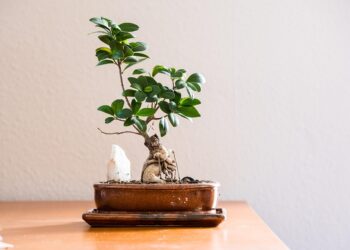 Green Living: Making Eco-Friendly Choices for a Sustainable Future