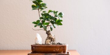 Green Living: Making Eco-Friendly Choices for a Sustainable Future