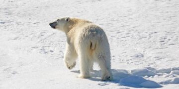 Preserving Our Planet: Innovative Conservation Initiatives for a Sustainable Future