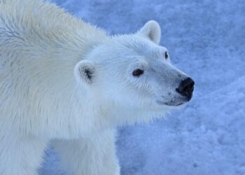 Preserving Our Planet: How Sustainable Practices Can Save Our Environment