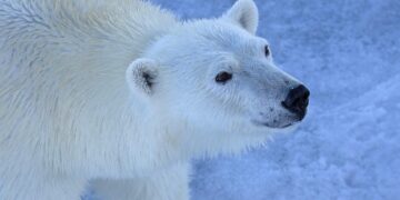 Preserving Our Planet: How Sustainable Practices Can Save Our Environment