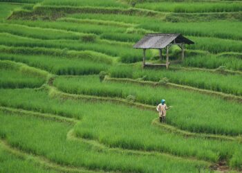 Preserving Our Roots: The Importance of Soil Conservation