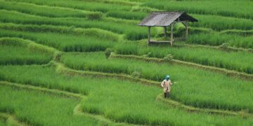 Preserving Our Roots: The Importance of Soil Conservation