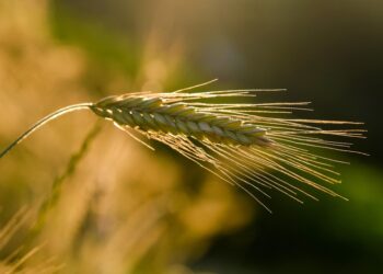 From Farm to Table: The Bounty of Local Food Production