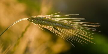 From Farm to Table: The Bounty of Local Food Production