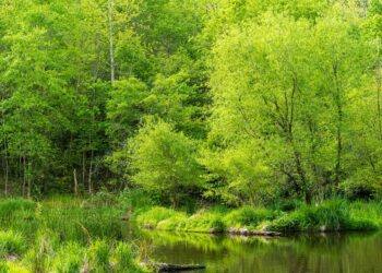 Preserving Our Planet: The Urgent Call for Conservation Awareness