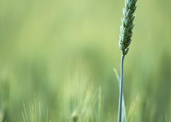 Harvesting Diversity: The Crucial Role of Biodiversity in Sustainable Agriculture