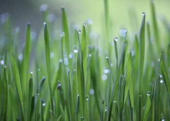 Harvesting Success: The Future of Water-Efficient Farming