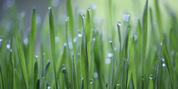 Harvesting Success: The Future of Water-Efficient Farming